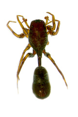 Aetius bicuspidatus Yamasaki, 2020 © Joseph K H Koh  • Habitus • Dorsal • ♂ • Adult