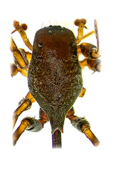 Aetius bicuspidatus Yamasaki, 2020 © Joseph K H Koh  • Prosoma • Dorsal • ♂ • Adult