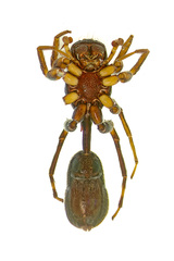 Aetius bicuspidatus Yamasaki, 2020 © Joseph K H Koh  • Habitus • Ventral • ♂ • Adult