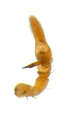 Aetius bicuspidatus Yamasaki, 2020 © Joseph K H Koh  • Male Palp • Ventral • ♂ • Adult