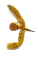 Aetius bicuspidatus Yamasaki, 2020 © Joseph K H Koh  • Male Palp • Retrolateral • ♂ • Adult