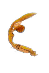 Aetius bicuspidatus Yamasaki, 2020 © Joseph K H Koh  • Male Palp • Retrolateral • ♂ • Adult