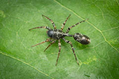 Aetius bicuspidatus Yamasaki, 2020 © David Court  • Habitus • Dorsal • Alive • ♂ • Adult