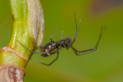 Neriene macella (Thorell, 1898) © Joseph K H Koh  • Habitus • Lateral • Alive • ♀ • Adult
