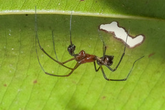 Neriene macella (Thorell, 1898) © Joseph K H Koh  • Habitus • Lateral • Alive • ♂ • Adult