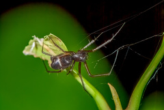 Neriene macella (Thorell, 1898) © Joseph K H Koh  • Habitus • Lateral • Alive • ♀ • Adult