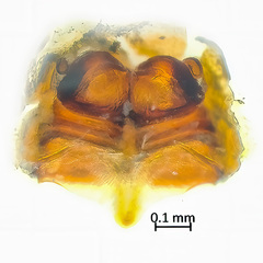 Neriene macella (Thorell, 1898) © James Koh  • Epigyne • Dorsal • ♀ • Adult