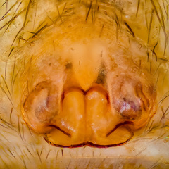 Ovia macritchie Lu, Koh, Zhang & Li,2018 © Paul Ng  • Epigyne • Ventral • ♀ • Adult