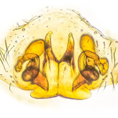 Ovia macritchie Lu, Koh, Zhang & Li,2018 © Paul Ng  • Epigyne • Dorsal • Dissected • Cleared • ♀ • Adult