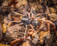 Ovia macritchie Lu, Koh, Zhang & Li,2018 © Joseph K H Koh  • Habitus • Dorsal • Alive • ♀ • Adult