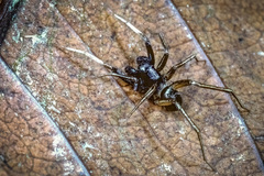 Ovia macritchie Lu, Koh, Zhang & Li,2018 © Joseph K H Koh  • Habitus • Dorsal • Alive • ♂ • Adult