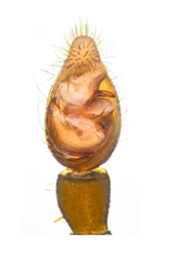 Ovia macritchie Lu, Koh, Zhang & Li,2018 © Joseph K H Koh  • Male Palp • Ventral • ♂ • Adult