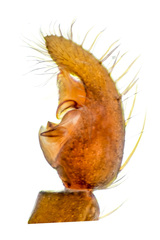 Ovia macritchie Lu, Koh, Zhang & Li,2018 © Joseph K H Koh  • Male Palp • Retrolateral • ♂ • Adult