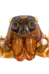 Ovia macritchie Lu, Koh, Zhang & Li,2018 © Joseph K H Koh  • Habitus • Anterior • Eyes • ♂ • Adult