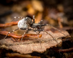 Venonia coruscans Thorell, 1894 © Joseph K H Koh  • Eggs • ♀ • Adult