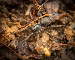 Venonia coruscans Thorell, 1894 © Joseph K H Koh  • Habitus • Dorsal • ♀ • Adult