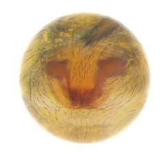 Venonia coruscans Thorell, 1894 © Joseph K H Koh  • Epigyne • Ventral • ♀ • Adult