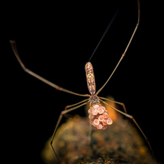 Cantikus ubin (Huber, 2016) © Chris Ang  • Habitus • Dorsal • Eggs • Alive • ♀ • Adult