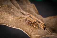 Fecenia ochracea (Doleschall, 1859) © Joseph K H Koh  • Habitus • Lateral • Alive • ♂ • Adult