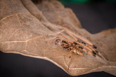 Fecenia ochracea (Doleschall, 1859) © Joseph K H Koh  • Habitus • Lateral • Alive • ♂ • Adult