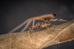 Fecenia ochracea (Doleschall, 1859) © Joseph K H Koh  • Habitus • Lateral • Alive • ♂ • Adult