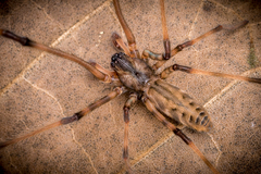 Fecenia ochracea (Doleschall, 1859) © Joseph K H Koh  • Habitus • Dorsal • Alive • ♂ • Adult