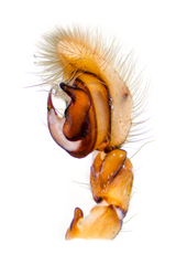 Fecenia ochracea (Doleschall, 1859) © Justin Tan  • Male Palp • Retrolateral • ♂ • Adult