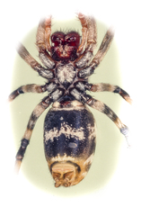 Fecenia ochracea (Doleschall, 1859) © Joseph K H Koh  • Habitus • Ventral • Alive • ♀ • Adult