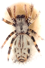 Fecenia ochracea (Doleschall, 1859) © Joseph K H Koh  • Habitus • Dorsal • Alive • ♀ • Adult