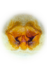 Fecenia ochracea (Doleschall, 1859) © Justin Tan  • Epigyne • Ventral • ♀ • Adult