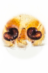 Fecenia ochracea (Doleschall, 1859) © Justin Tan  • Epigyne • Dorsal • ♀ • Adult