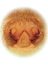 Fecenia protensa Thorell, 1891 © Joseph K H Koh  • Epigyne • Ventral • ♀ • Adult