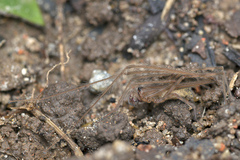 Fecenia protensa Thorell, 1891 © Chris Ang  • Habitus • Lateral • Alive • ♂ • Adult