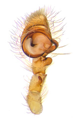 Fecenia protensa Thorell, 1891 © Justin Tan  • Male Palp • Ventral • ♂ • Adult