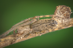 Fecenia protensa Thorell, 1891 © Joseph K H Koh  • Habitus • Dorsal • Alive • ♀ • Adult
