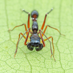 Agorius constrictus Simon, 1901 © Joseph K H Koh  • Habitus • Dorsal • Alive • ♂ • Adult