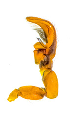 Agorius constrictus Simon, 1901 © James Koh  • Male Palp • Prolateral • ♂ • Adult