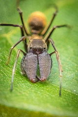 Bocus angusticollis Deeleman-Reinhold & Floren, 2003 © Joseph K H Koh  • Habitus • Anterior • Eyes • Alive • ♂ • Adult