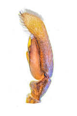 Bocus angusticollis Deeleman-Reinhold & Floren, 2003 © Paul Ng  • Male Palp • Retrolateral • ♂ • Adult