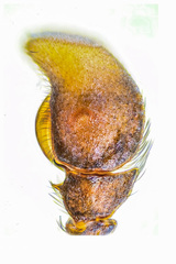 Bocus angusticollis Deeleman-Reinhold & Floren, 2003 © Paul Ng  • Male Palp • Dorsal • ♂ • Adult