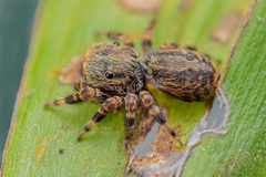 Chalcovietnamicus daiqini (Prószyński & Deeleman-Reinhold, 2012) © Joseph K H Koh  • Habitus • Lateral • Alive • ♀ • Adult