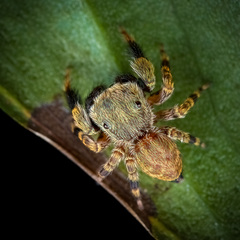 Chalcovietnamicus daiqini (Prószyński & Deeleman-Reinhold, 2012) © Paul Ng  • Habitus • Dorsal • Alive • ♂ • Adult