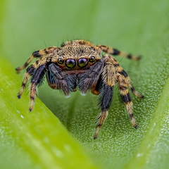 Chalcovietnamicus daiqini (Prószyński & Deeleman-Reinhold, 2012) © Paul Ng  • Habitus • Anterior • Eyes • Alive • ♂ • Adult