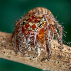 "Evarcha" besar (Proszynski, 2018) © Joseph K H Koh  • Habitus • Anterior • Eyes • Chelicerae • Alive • ♀ • Adult