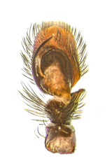 Hyllus diardi (Walckenaer, 1837) © Joseph K H Koh  • Male Palp • Ventral • ♂ • Adult