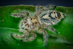 Hyllus diardi (Walckenaer, 1837) © Joseph K H Koh  • Habitus • Dorsal • Alive • ♀ • Adult