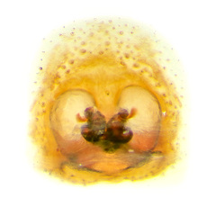 Hyllus diardi (Walckenaer, 1837) © Joseph K H Koh  • Epigyne • Dorsal • ♀ • Adult