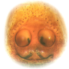Hyllus diardi (Walckenaer, 1837) © Joseph K H Koh  • Epigyne • Ventral • ♀ • Adult