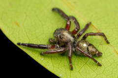 Hyllus diardi (Walckenaer, 1837) © Joseph K H Koh  • Habitus • Dorsal • Alive • ♂ • Adult