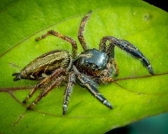 Hyllus keratodes (Hasselt, 1882) © Joseph K H Koh  • Habitus • Lateral • Alive • ♀ • Adult